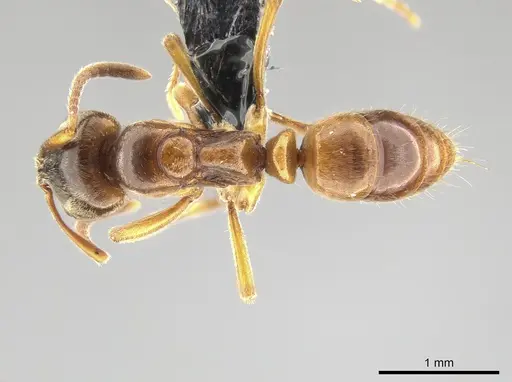 Brachyponera lutea specimen CASENT0650371 image casent0650371_1
