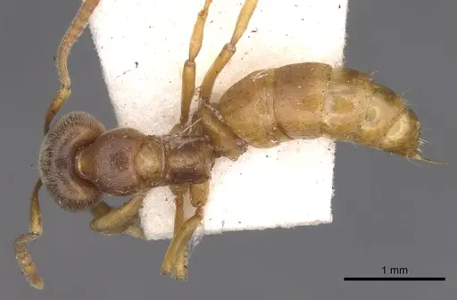 Brachyponera lutea specimen CASENT0902499 image casent0902499_1