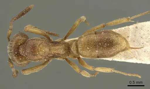 Brachyponera lutea specimen CASENT0915668 image casent0915668_1