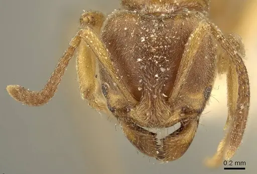 Brachyponera lutea specimen CASENT0915668 image casent0915668_2