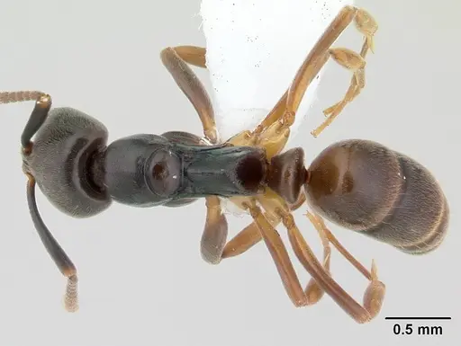 Brachyponera luteipes specimen CASENT0178451 image casent0178451_1