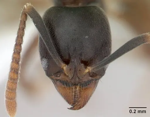 Brachyponera luteipes specimen CASENT0178451 image casent0178451_2