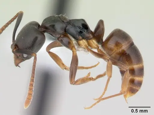 Brachyponera luteipes specimen CASENT0178451 image casent0178451_3