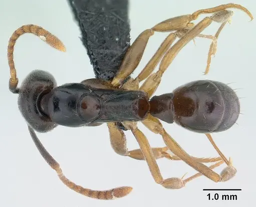 Brachyponera luteipes specimen CASENT0179624 image casent0179624_1