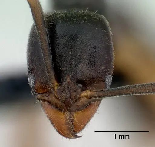 Brachyponera luteipes specimen CASENT0179624 image casent0179624_2