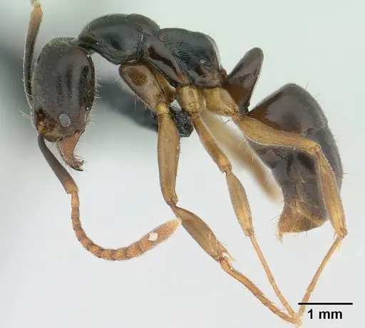 Brachyponera luteipes specimen CASENT0179624 image casent0179624_3