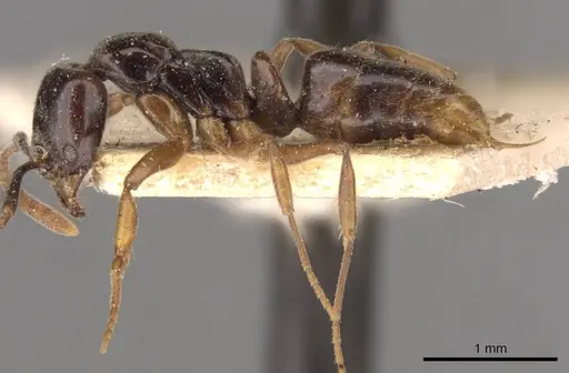 Brachyponera luteipes specimen CASENT0907283 image casent0907283_3