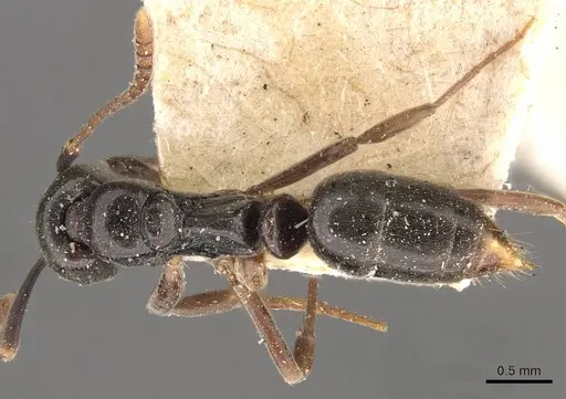 Brachyponera luteipes specimen CASENT0907285 image casent0907285_1
