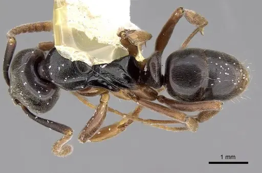 Brachyponera luteipes specimen CASENT0914510 image casent0914510_1