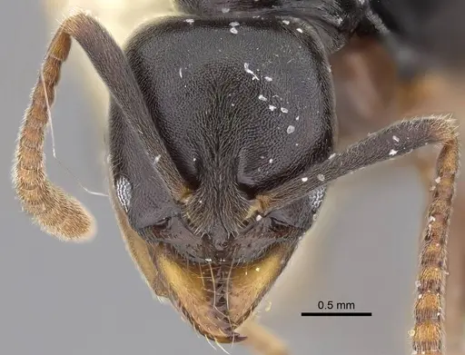 Brachyponera luteipes specimen CASENT0914510 image casent0914510_2