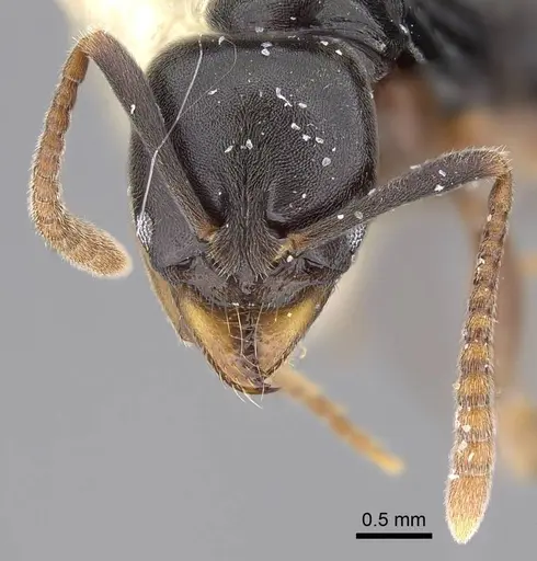 Brachyponera luteipes specimen CASENT0914510 image casent0914510_3