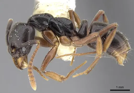 Brachyponera luteipes specimen CASENT0914510 image casent0914510_4
