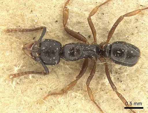 Brachyponera luteipes specimen CASENT0915672 image casent0915672_1