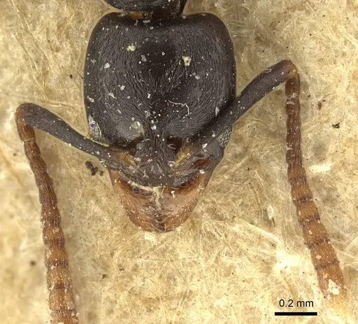 Brachyponera luteipes specimen CASENT0915672 image casent0915672_2