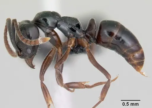 Brachyponera obscurans specimen CASENT0056032 image casent0056032_3