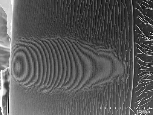 Brachyponera obscurans specimen CASENT0059638 image casent0059638_2