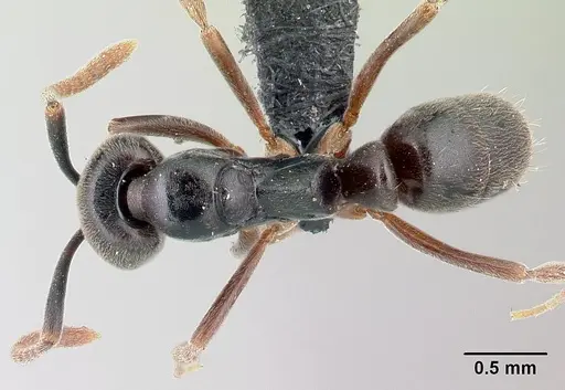 Brachyponera obscurans specimen CASENT0059658 image casent0059658_1