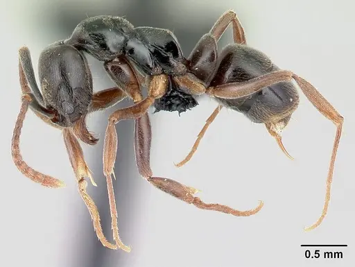 Brachyponera obscurans specimen CASENT0059658 image casent0059658_3
