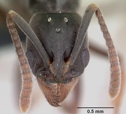 Brachyponera obscurans specimen CASENT0059666 image casent0059666_2