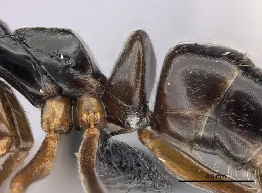 Brachyponera obscurans specimen CASENT0060571 image casent0060571_1
