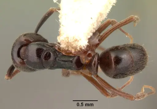 Brachyponera obscurans specimen CASENT0101497 image casent0101497_1