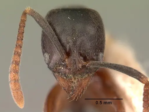 Brachyponera obscurans specimen CASENT0101497 image casent0101497_2
