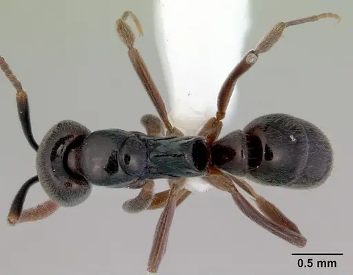 Brachyponera obscurans specimen CASENT0172432 image casent0172432_1