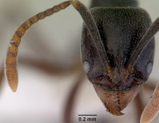 Brachyponera obscurans specimen CASENT0172432 image casent0172432_2