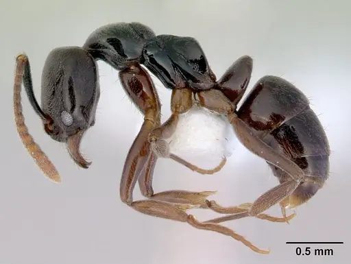 Brachyponera obscurans specimen CASENT0172432 image casent0172432_3
