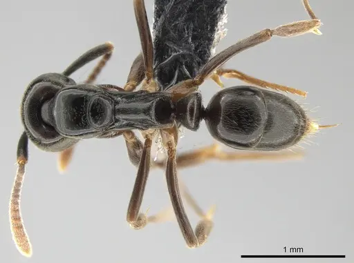 Brachyponera obscurans specimen CASENT0650372 image casent0650372_1