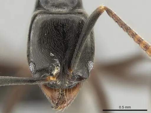 Brachyponera obscurans specimen CASENT0650372 image casent0650372_2