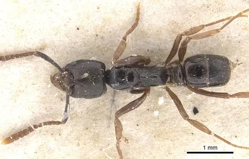 Brachyponera obscurans specimen CASENT0902495 image casent0902495_1