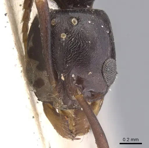 Brachyponera obscurans specimen CASENT0902498 image casent0902498_2