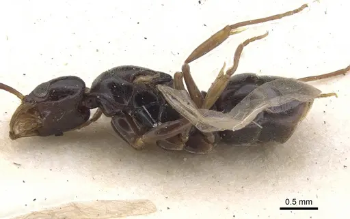 Brachyponera obscurans specimen CASENT0902498 image casent0902498_4