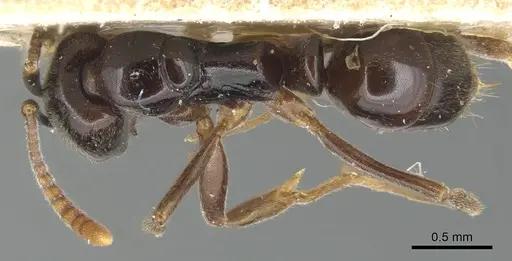 Brachyponera obscurans specimen CASENT0903938 image casent0903938_1