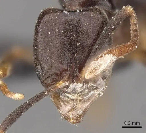 Brachyponera obscurans specimen CASENT0907286 image casent0907286_2