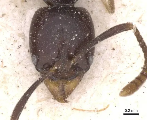 Brachyponera obscurans specimen CASENT0915259 image casent0915259_2