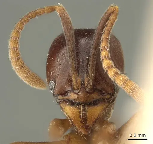 Brachyponera obscurans specimen CASENT0915660 image casent0915660_2