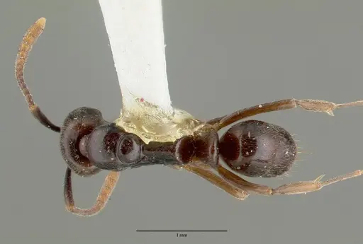 Brachyponera obscurans specimen CASTYPE06966 image castype06966_1