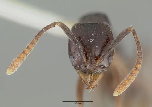 Brachyponera obscurans specimen CASTYPE06966 image castype06966_2
