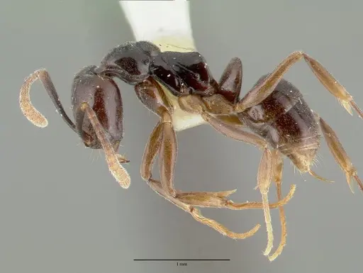 Brachyponera obscurans specimen CASTYPE06966 image castype06966_3