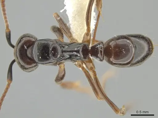 Brachyponera obscurans specimen JTLC000006853 image jtlc000006853_1