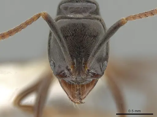 Brachyponera obscurans specimen JTLC000006853 image jtlc000006853_2