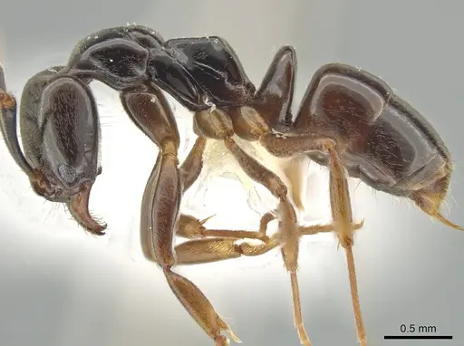 Brachyponera obscurans specimen JTLC000006853 image jtlc000006853_3