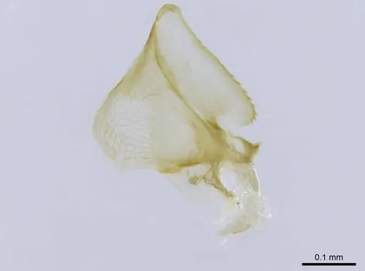 Brachyponera pilidorsalis specimen CASENT0746993 image casent0746993_4