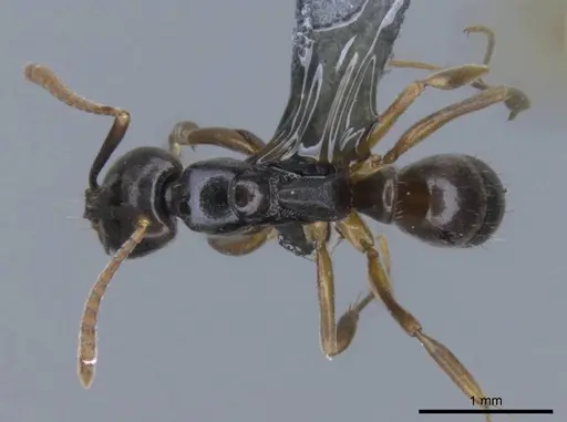 Brachyponera pilidorsalis specimen CASENT0746996 image casent0746996_1