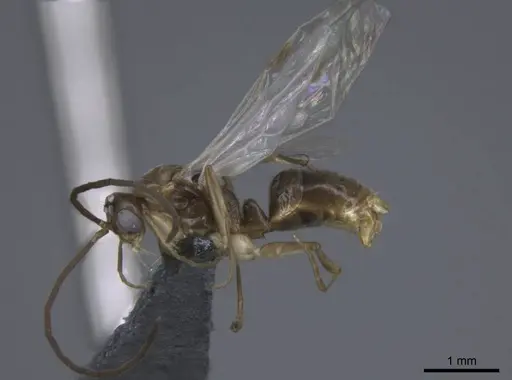 Brachyponera pilidorsalis specimen CASENT0746998 image casent0746998_3