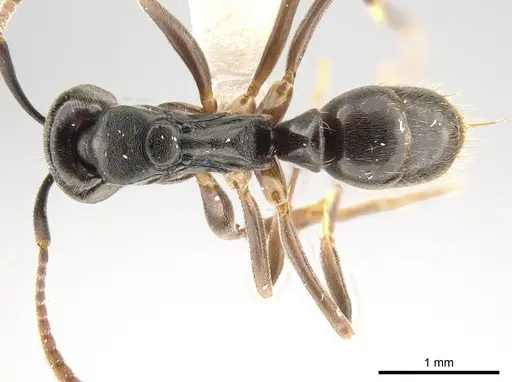 Brachyponera pilidorsalis specimen ZRC image zrc_hym_0000558_1