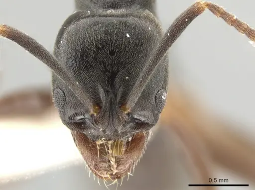Brachyponera pilidorsalis specimen ZRC image zrc_hym_0000558_2