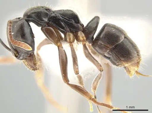 Brachyponera pilidorsalis specimen ZRC image zrc_hym_0000558_3